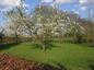boomgaard: pruimenbomen in bloei