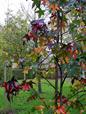 amberboom met herfstkleur