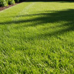 gras onderhouden